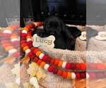 Puppy Lucy Golden Labrador