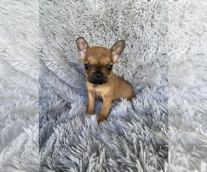 French Bulldog Puppy for sale in BEECH GROVE, IN, USA