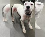 Small American Pit Bull Terrier