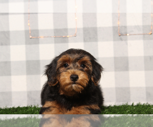 YorkiePoo Puppy for sale in MARIETTA, GA, USA