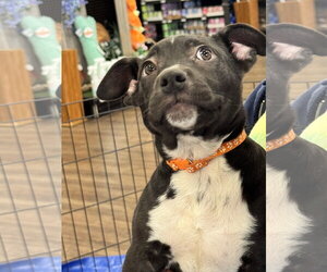 Curly - Male Bulldog-Catahoula Leopard Dog Mix Dog for Adoption - Photo #10