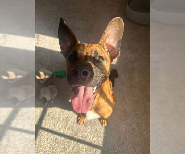 Medium Photo #2 Labrador Retriever-Unknown Mix Puppy For Sale in Fayetteville, NC, USA