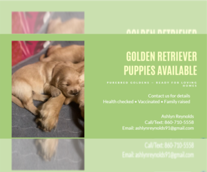 Golden Retriever Puppy for sale in JEWETT CITY, CT, USA