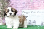 Small Photo #5 Zuchon Puppy For Sale in BEL AIR, MD, USA