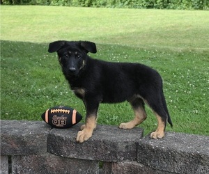 German Shepherd Dog Puppy for sale in MILLERSBURG, OH, USA