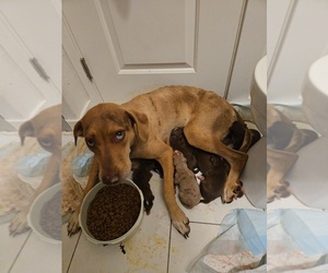 Mother of the Catahoula Leopard Dog puppies born on 05/28/2026