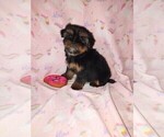 Small Shorkie Tzu