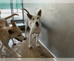 Small #1 German Shepherd Dog Mix