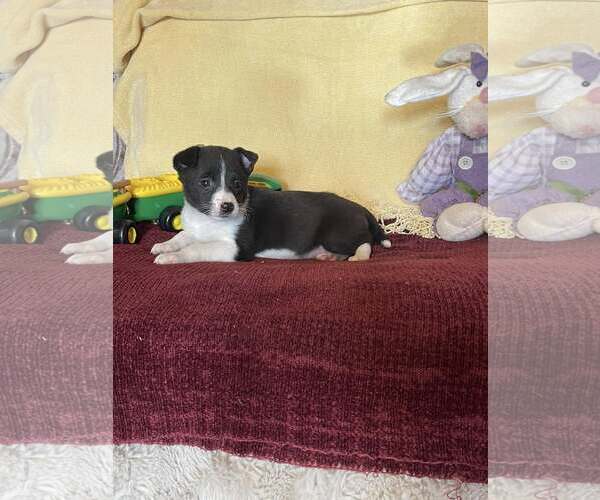 Medium Photo #2 Mutt Puppy For Sale in HOPKINSVILLE/PRINCETON, KY, NH, USA