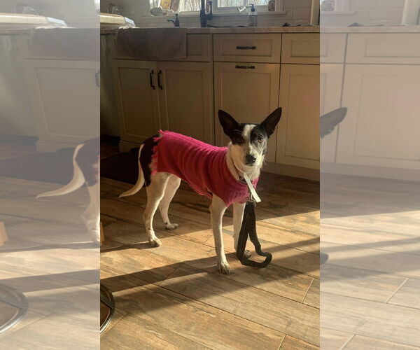 Medium Photo #1 Mutt Puppy For Sale in Westwood, NJ, USA