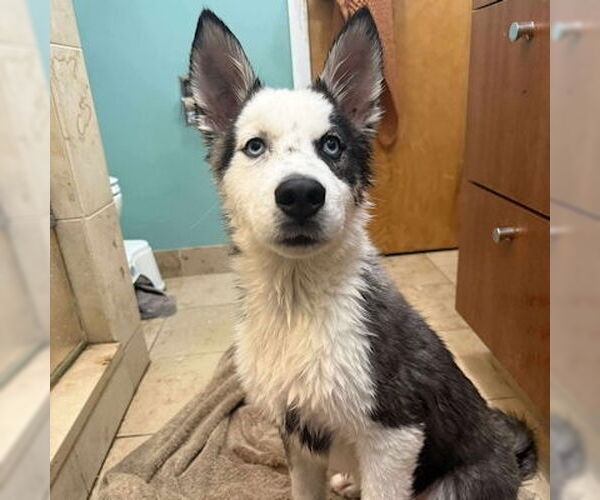 Medium Photo #3 Siberian Husky Puppy For Sale in Omaha, NE, USA