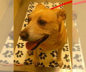 Golden Retriever-Unknown Mix Dogs for adoption in Sanford, FL, USA