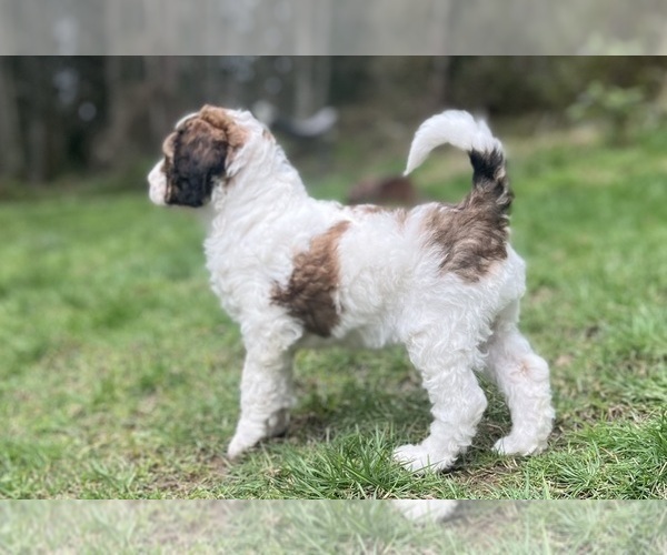 Medium Photo #1 Aussiedoodle Puppy For Sale in OAK HARBOR, WA, USA