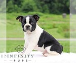Small #3 Boston Terrier