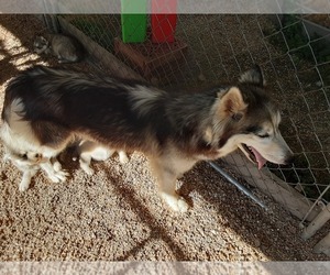 Mother of the Siberian Husky puppies born on 05/16/2022