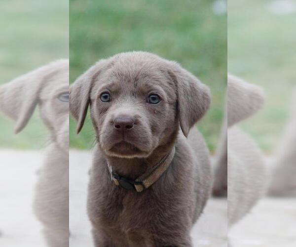 Medium Photo #1 Labrador Retriever Puppy For Sale in CONVERSE, TX, USA