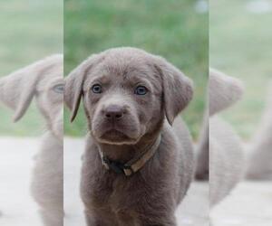 Labrador Retriever Puppy for sale in CONVERSE, TX, USA