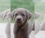Small Photo #1 Labrador Retriever Puppy For Sale in CONVERSE, TX, USA
