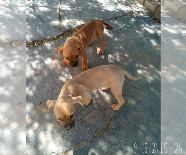 Medium Photo #13 Bulldog-Unknown Mix Puppy For Sale in Apple Valley, CA, USA