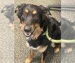 BENNY - Male Australian Shepherd Dog for Adoption - Small photo
