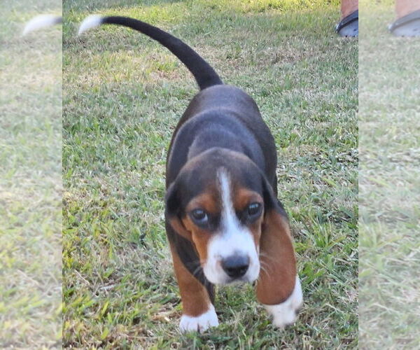 Medium Photo #4 Bagle Hound Puppy For Sale in Dunnellon, FL, USA