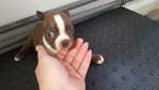 Small Photo #1 Boston Terrier Puppy For Sale in TUCSON, AZ, USA