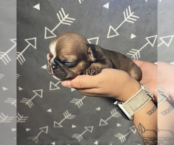 Medium Photo #1 English Bulldog Puppy For Sale in MERCED, CA, USA