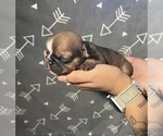 Small Photo #1 English Bulldog Puppy For Sale in MERCED, CA, USA