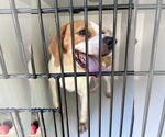 Small #3 Mutt