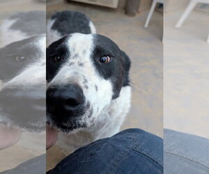 OREO - Male Mutt Dog for Adoption - Photo #2