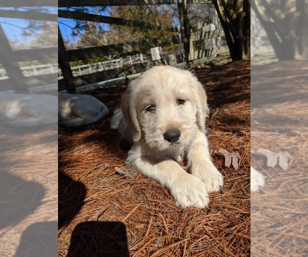 Medium Photo #13 Labradoodle Puppy For Sale in BAHAMA, NC, USA