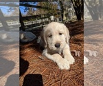 Small Photo #13 Labradoodle Puppy For Sale in BAHAMA, NC, USA