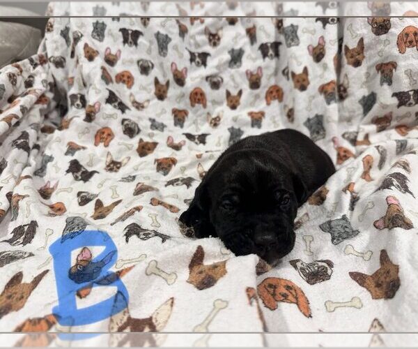 Medium Photo #2 Boxer-Unknown Mix Puppy For Sale in Dumont, NJ, USA