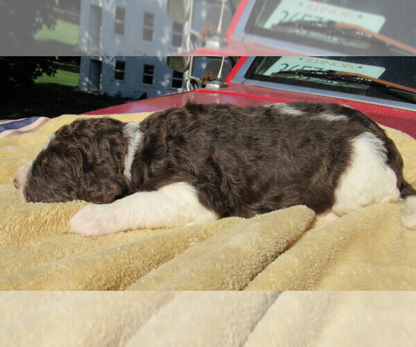 Medium Photo #7 Bernedoodle Puppy For Sale in BIG ROCK, IL, USA