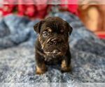 Small Photo #9 English Bulldog Puppy For Sale in OOLOGAH, OK, USA
