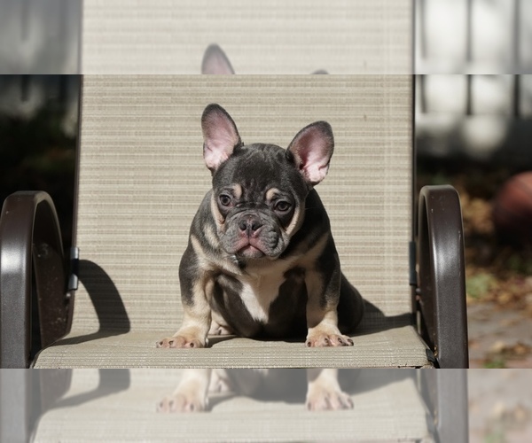 Medium Photo #1 French Bulldog Puppy For Sale in EAST ORANGE, NJ, USA