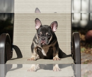 French Bulldog Puppy for sale in EAST ORANGE, NJ, USA