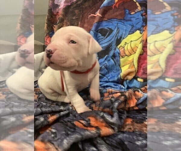 Medium Photo #3 Dogo Argentino Puppy For Sale in ZACHARY, LA, USA