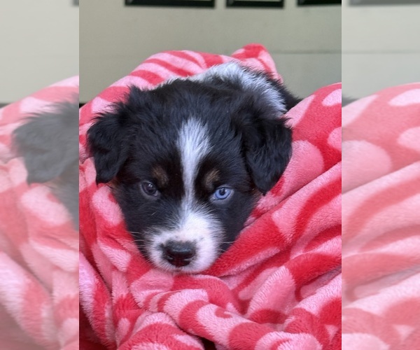 Medium Photo #32 Australian Shepherd Puppy For Sale in GREER, SC, USA