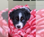 Small Photo #32 Australian Shepherd Puppy For Sale in GREER, SC, USA