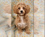 Small #2 Shih-Poo