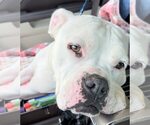 Small #2 Boxer Mix