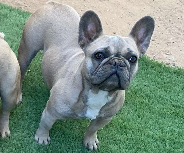 Medium Photo #1 French Bulldog Puppy For Sale in NEWPORT BEACH, CA, USA
