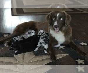 Mother of the Miniature Australian Shepherd puppies born on 04/07/2021