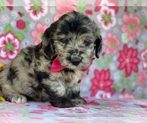 Goldendoodle Puppy for sale in LANCASTER, PA, USA