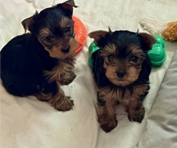 Medium Photo #4 Yorkshire Terrier Puppy For Sale in MADEIRA BEACH, FL, USA