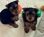 Small Photo #4 Yorkshire Terrier Puppy For Sale in MADEIRA BEACH, FL, USA