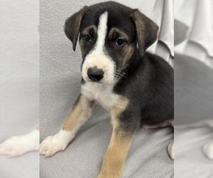 Mutt Dogs for adoption in Thief River Falls, MN, USA