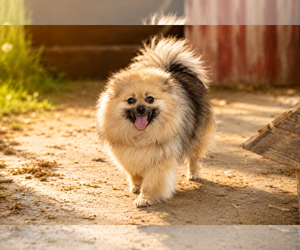 Medium Photo #13 Pomeranian Puppy For Sale in CLARE, MI, USA