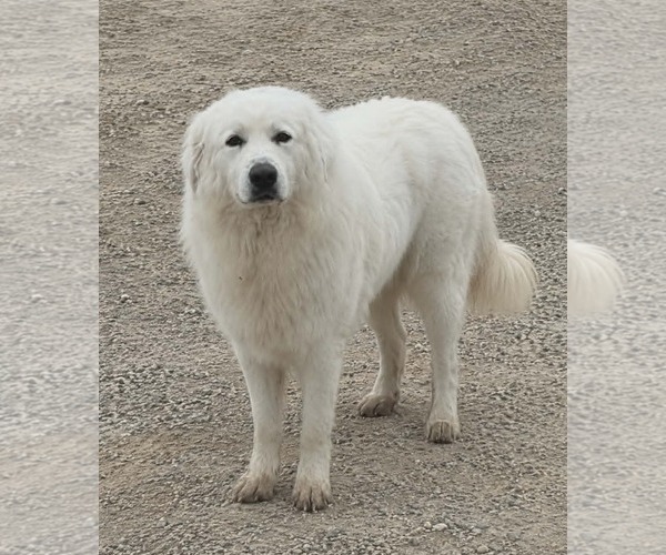 Medium Photo #4 Great Pyrenees-Unknown Mix Puppy For Sale in Minneapolis, MN, USA